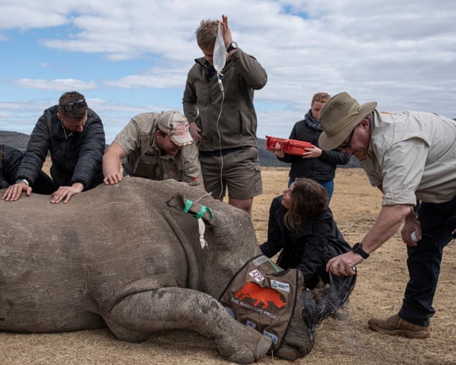 Rhino horns made radioactive to foil traffickers in South African project Rhino horns made radioactive to foil traffickers in South African project