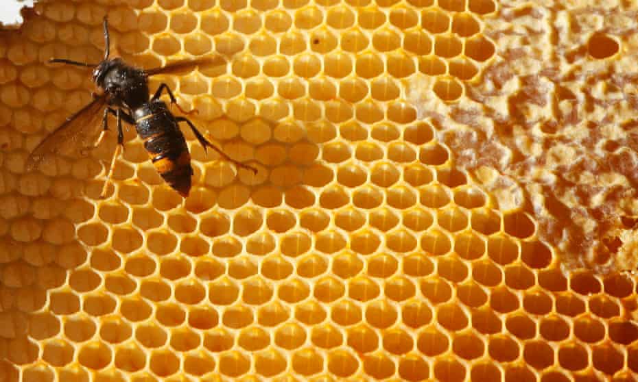 An Asian hornet in a beehive