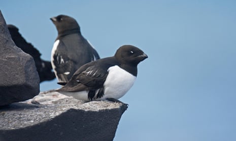 Little auks (Alle alle) on a rock ledge in seabird colony.