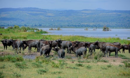 Buffalo in wetlands