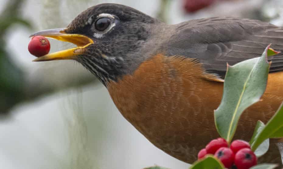 ‘How diminished our world would be without birds, those dinosaurs with feathers and songsmiths with wings.’