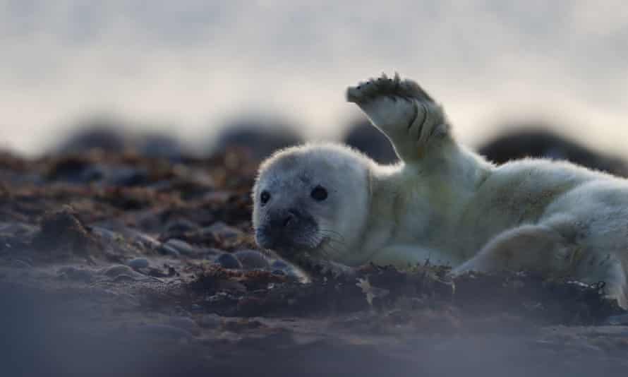 A grey seal pup in South Walney, Cumbria