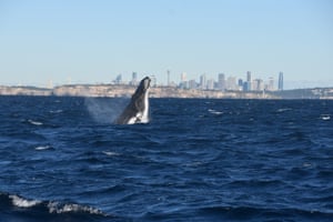 Humpbacks were removed from the threatened species list in February after a significant increase in numbers to about 40,000 whales.