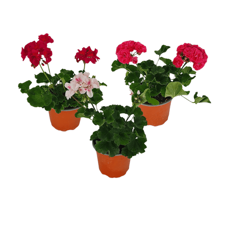 3 x Mixed Geranium Plants in 13cm Pots