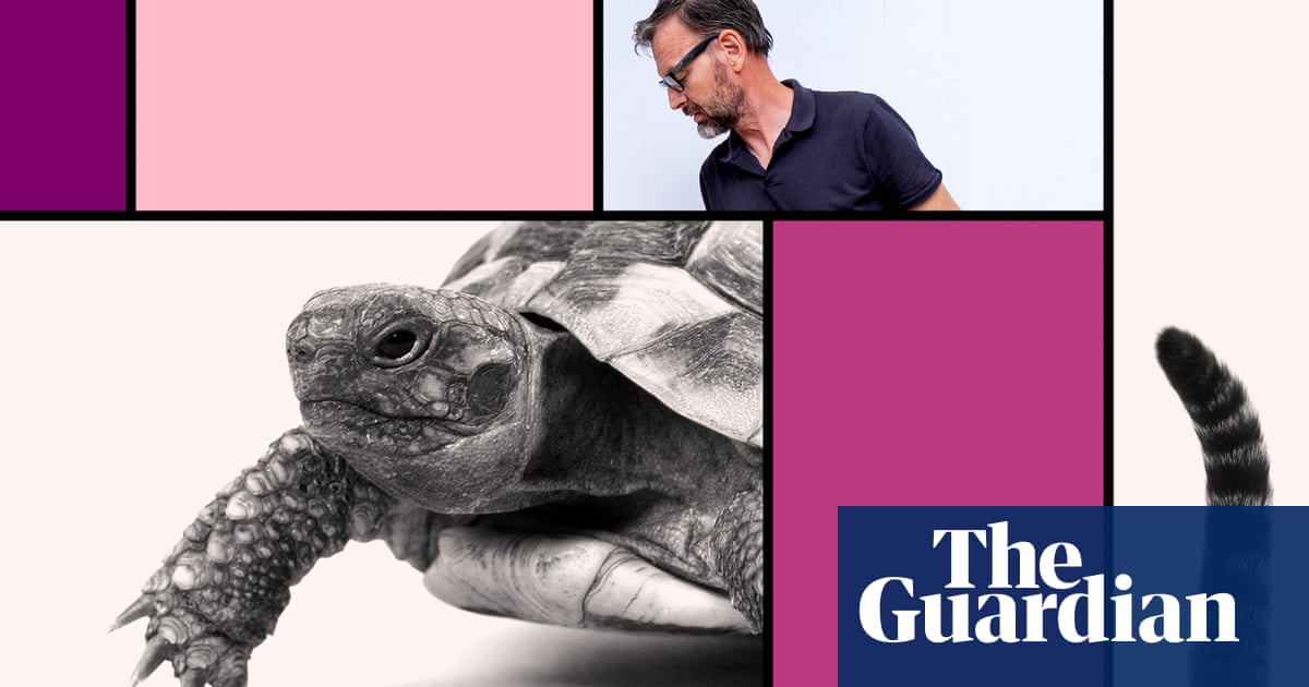 Tim Dowling: hunting for a tortoise in driving rain will shrink my inflated ego nicely