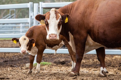Mountain Valley Pagon K130, who went to Tasmania for two years during the drought. Her two bull calves from that period sold for $45,000 & $70,000 which were sale records for Mountain Valley.