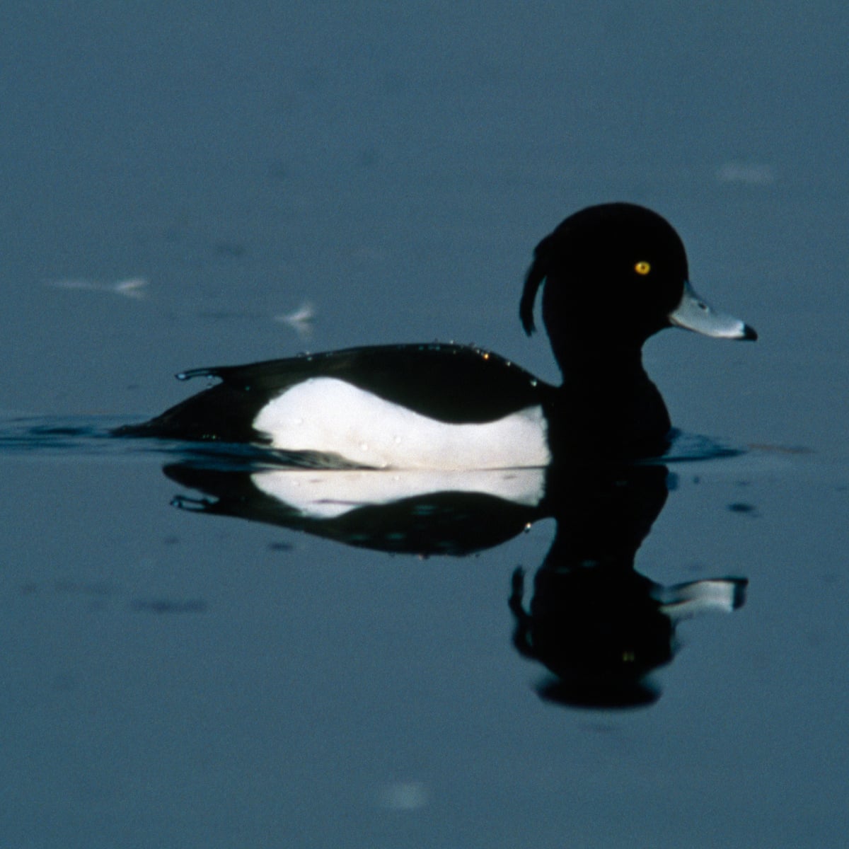 Why The Term Twitch Ruffles Feathers Birds The Guardian