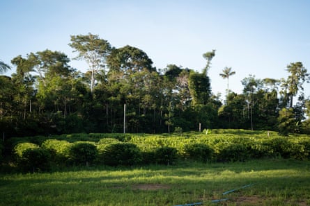 Rows of coffee plants with trees in the background
