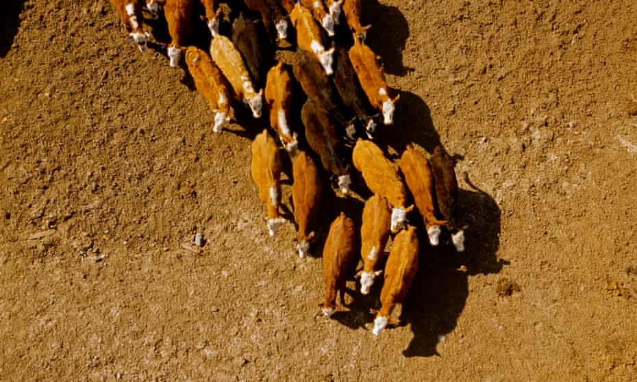 beef cattle at a feedlot