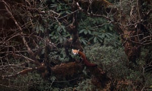 A red panda in Singalila national park, India.