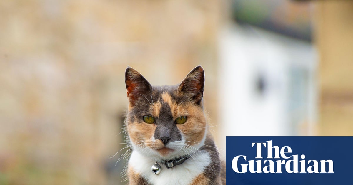 Why collars are cool for cats and wildlife. | Letters