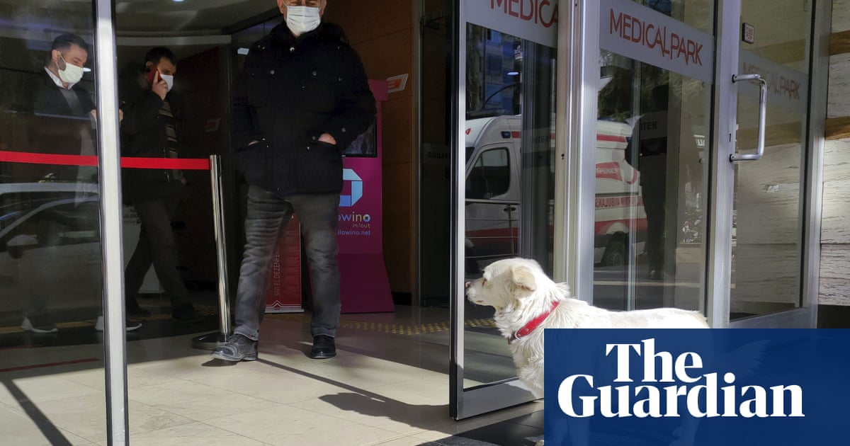 Patient dog waits for days outside hospital