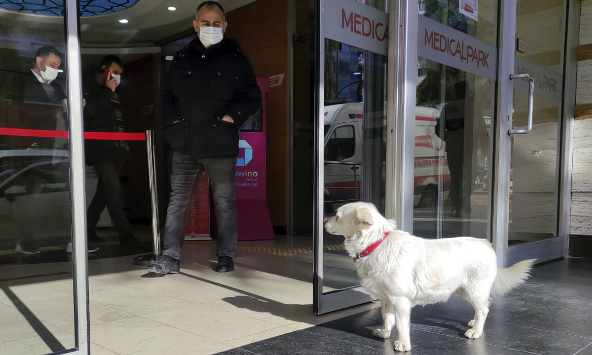 patient dog waits for days outside hospital animals the guardian