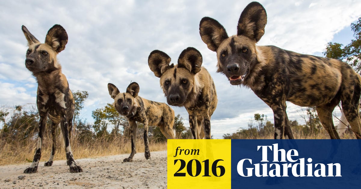 Agriculture and overuse greater threats to wildlife than climate change –  study | Biodiversity | The Guardian