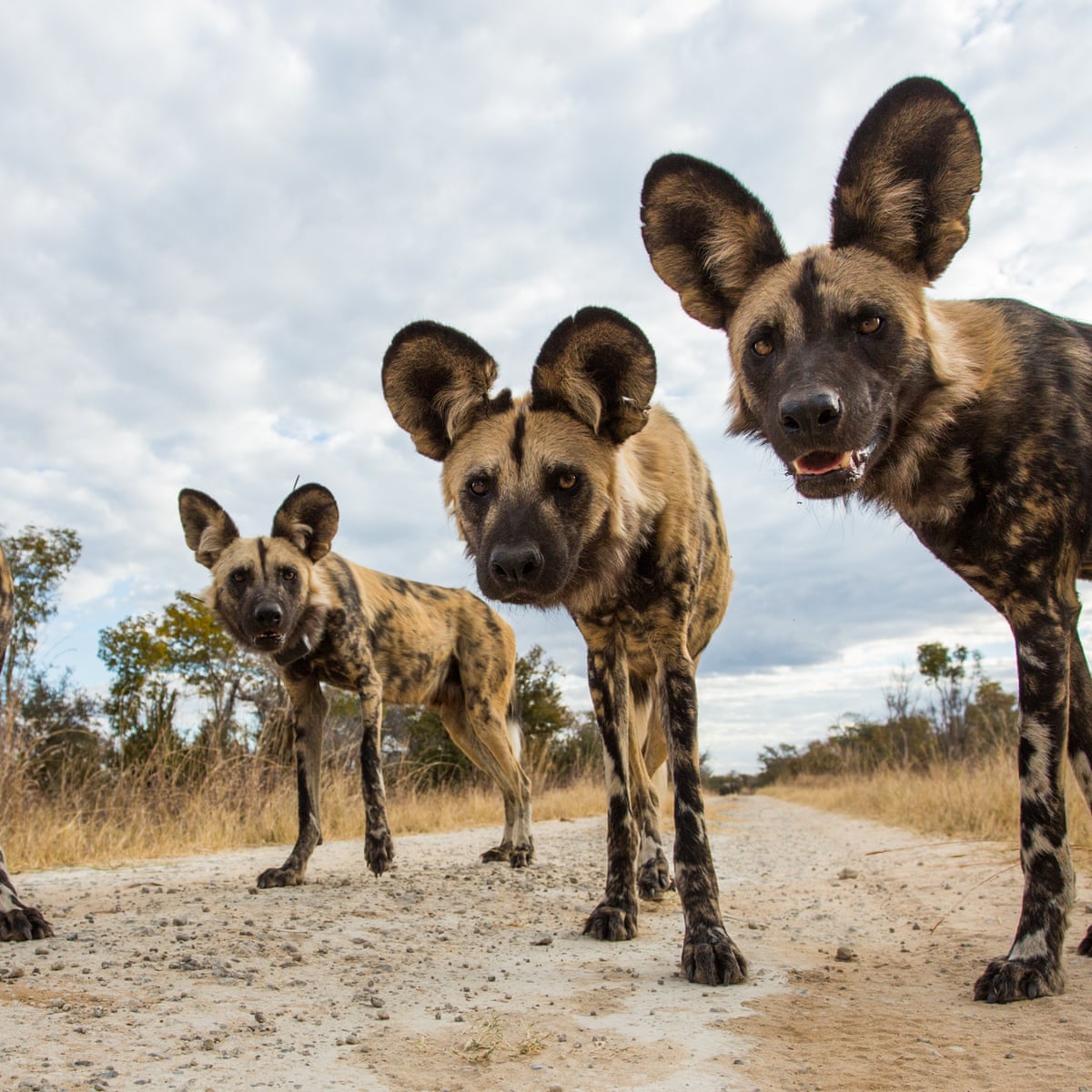 Hot dogs: rising heat makes it too hot for Africa's wild dogs to ...