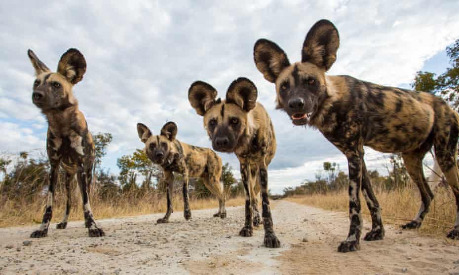 The African wild dog is one of more than 4,600 species under threat from land conversion for food, fodder or fuel crops. 