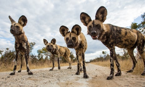 African wild dogs at Hwange National Park in Zimbabwe