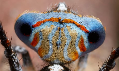 Spiders don't have ears - but they can still hear you coming | Animal  behaviour | The Guardian