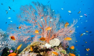 great barrier reef authority
