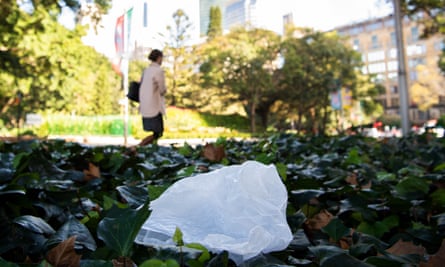 A plastic bag in bushes