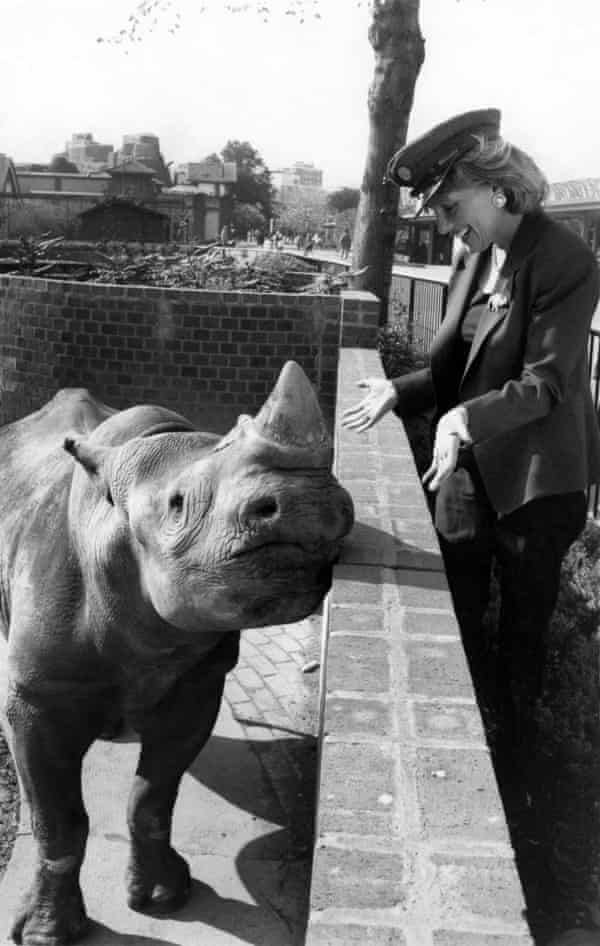 Zoo-Geschichten… eine Aprilscherz über die Schönheitsvorteile von Nashornspucken.