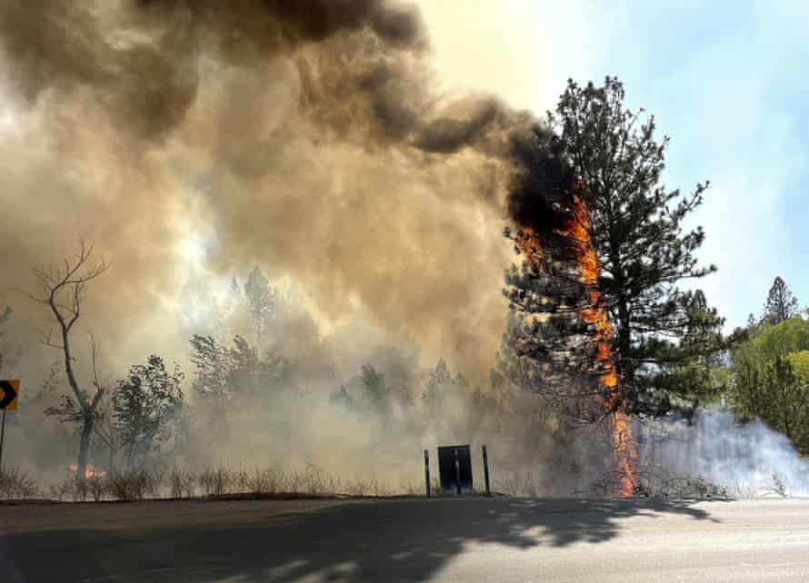 A tree burned on 25 August 2021 in Grass Valley, California, where wildfires burned hundreds of homes.