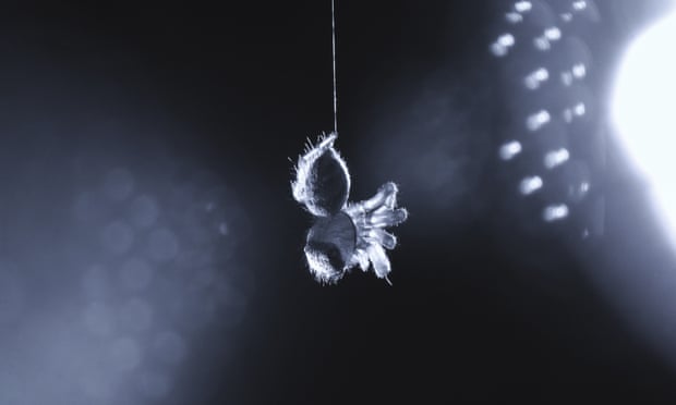 A jumping spider (E arcuata) exhibits leg curling during an REM sleep-like state.