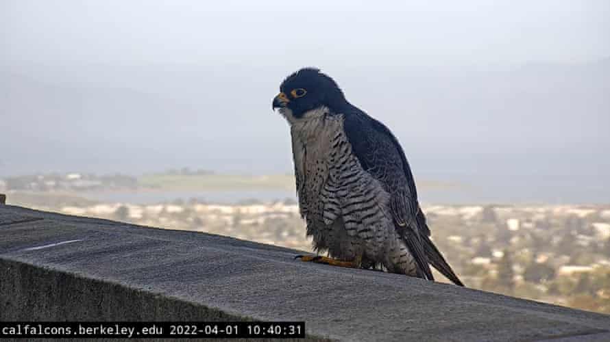 ‘New Guy’, as he is currently known, joined the family after Grinnell’s death.