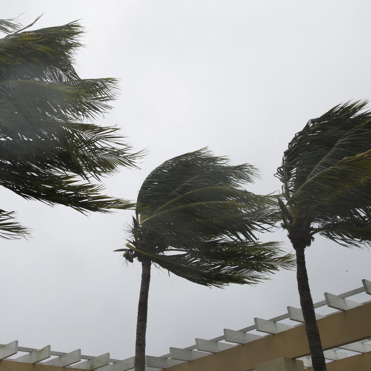 How Palm Trees Stand Tall In The Face Of A Hurricane Trees And Forests The Guardian How Palm Trees Stand Tall In The Face Of A Hurricane Trees And Forests The Guardian