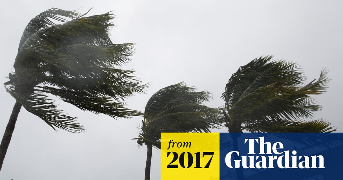 How to Palm Trees Survive Hurricanes: Secrets to Their Resilience