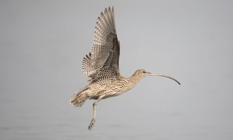 An eastern curlew in flight
