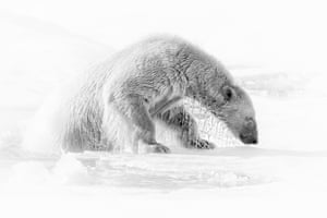 A polar bear, off Spitsbergen Island, Norway