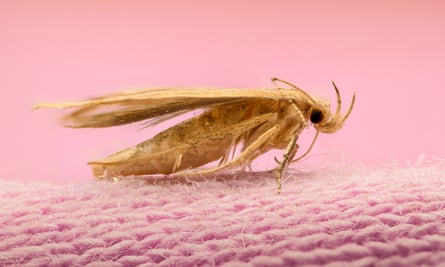 A moth on some pink wool