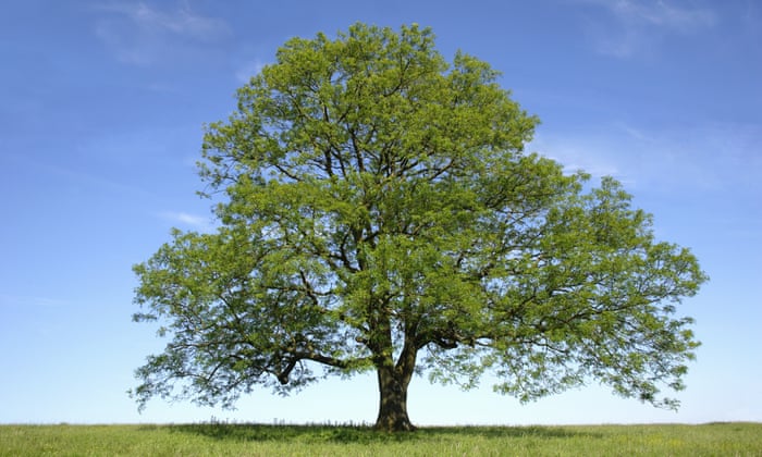 What can we do to save the ash tree in Britain? | Trees and forests | The  Guardian
