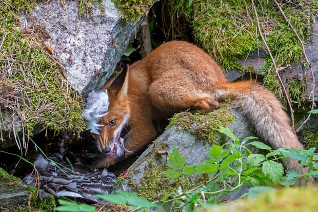 Liina Heikkinen’s image of a fox cub won her the young wildlife photographer of the year title.