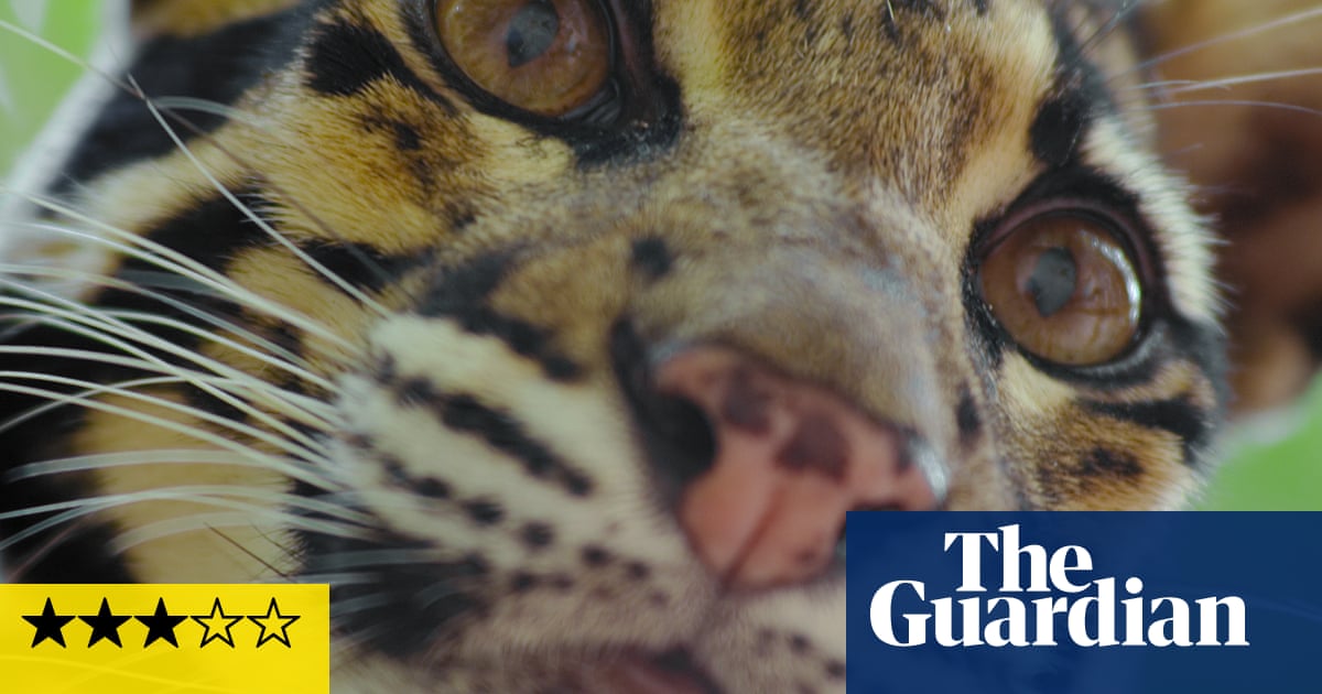 Animal review: sorry celebrities – Attenborough’s still the lion king