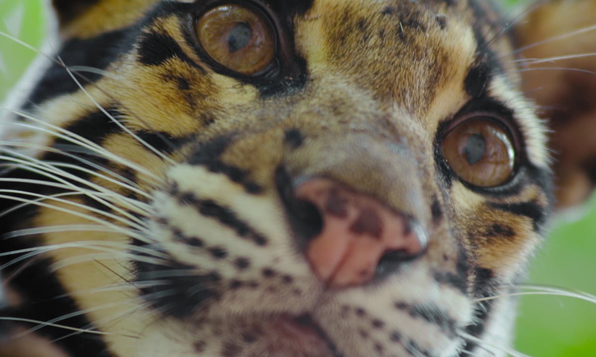 Animal Review Sorry Celebrities Attenborough S Still The Lion King Television The Guardian Animal Review Sorry Celebrities Attenborough S Still The Lion King Television The Guardian