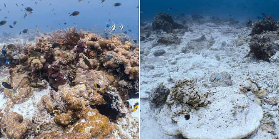 Healthy corals just outside the impact zone (left) compared with those destroyed in the impact