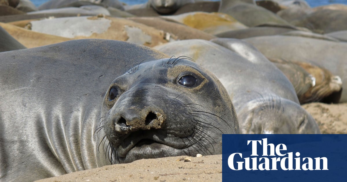 Seals use whiskers to track prey in deep ocean, study shows | Marine life |  The Guardian