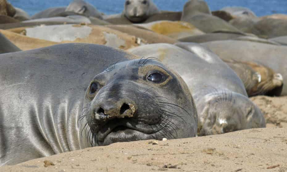 Female northern elephant seal at Año Nuevo State Park in California.