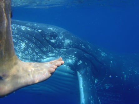 whale and foot