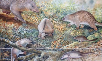 Illustration of Australia’s age of monotremes, with echidnapus at bottom right.