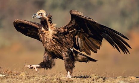 A cinereous vulture