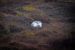 Uma lebre de montanha branca se destaca na folhagem marrom em Woodhead Moor no Peak District, Reino Unido.