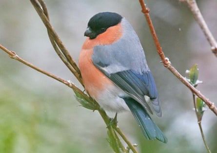 A male bullfinch