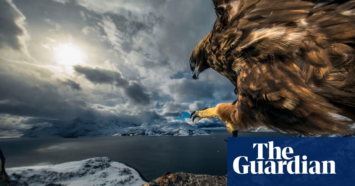 Wildlife photographer of the year 2019 winners – in pictures