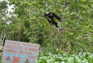 Ponso, the sole survivor of a colony of 20 chimpanzees, sits in a tree on Chimpanzee Island near the town of Grand Lahou, Ivory Coast. Only Ponso remains of a group of chimpanzees relocated to the island from Liberia in 1983 by a research laboratory for medical tests. An effort is under way to keep Ponso alive and well in Ivory Coast where the ape population has plummeted by 90% in two decades.
