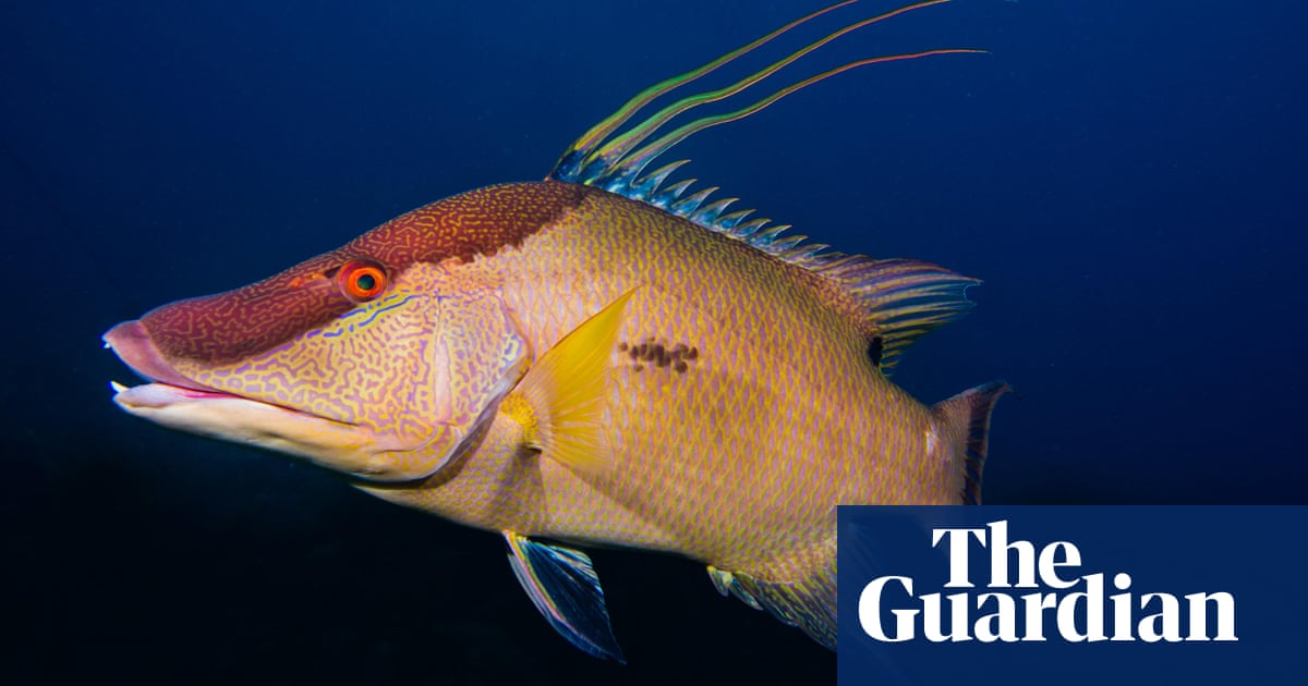 Hogfish can use their skin to ‘see’ what colour they are, say scientists - The Guardian