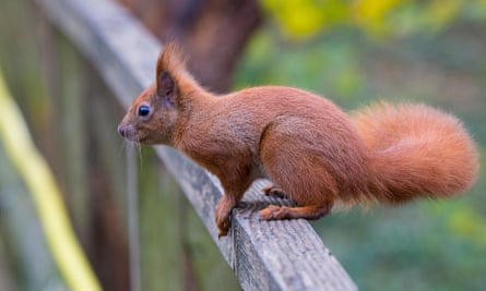 A red squirrel on the Isle of Wight.