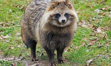 A tanuki, or raccoon dog, not a racoon.